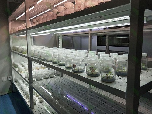 疏附植物组织培养实验室设计建设方案